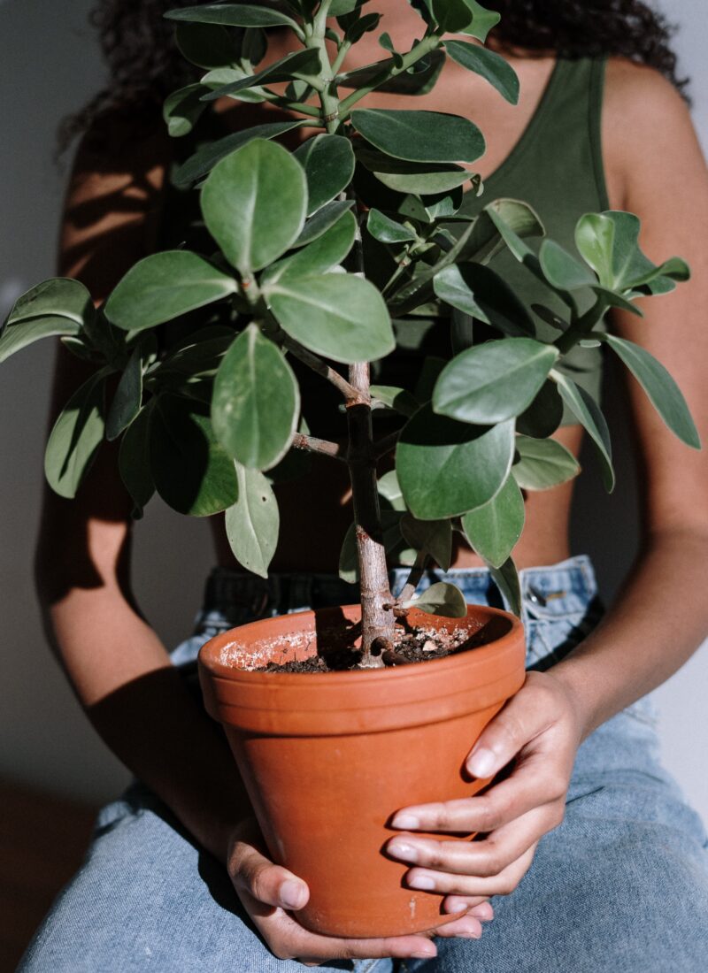 Top 10 Best Indoor Plants to Have for any room: You Can Actually Keep These Alive